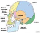 Кости человеческого черепа